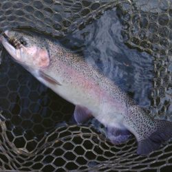 大安トラウトレイク釣果